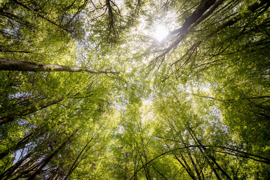 Sunlit view of green trees in a forest looking upwards, captured in daylight.